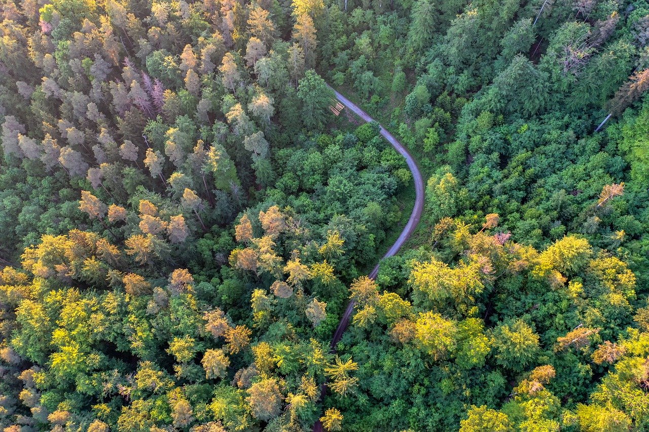 forest-path-5201643_1280